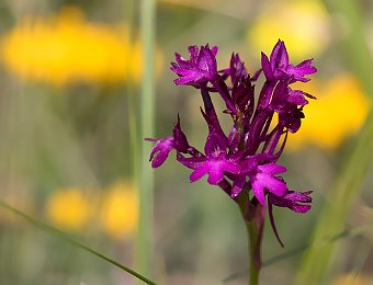 Anacamptis berica Monte Solane (VR)