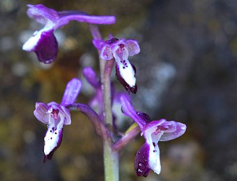 Anacamptis longicornu Etna (CT)