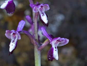 Anacamptis longicornu Etna (CT)