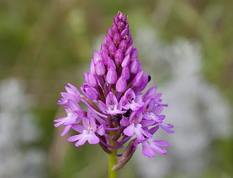 Anacamptis pyramidalis Forte San Marco (VR)