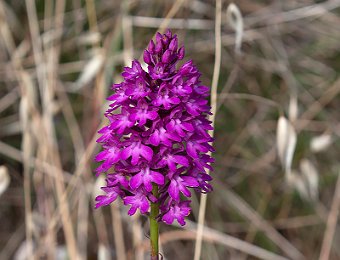 Anacamptis pyramidalis Forte San Marco (VR)