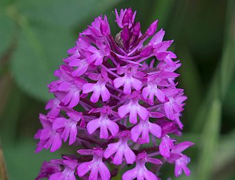 Anacamptis pyramidalis Avesa, Verona