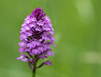 Anacamptis pyramidalis Avesa, Verona