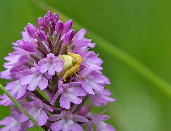 Anacamptis pyramidalis Avesa, Verona