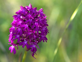 Anacamptis pyramidalis Monte Solane (VR)