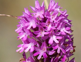 Anacamptis pyramidalis Murge