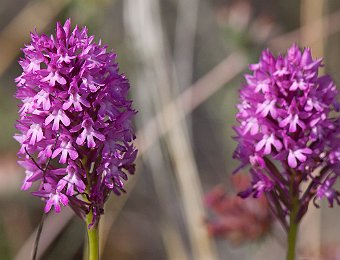 Anacamptis pyramidalis Murge