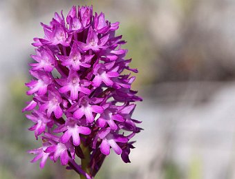 Anacamptis pyramidalis Murge