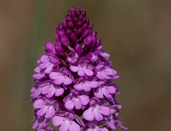 Anacamptis pyramidalis Verona