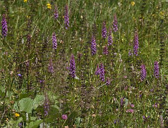 Gymnadenia conopsea Passo Staulanza (BL)