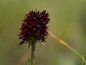 Gymnadenia rhellicani Passo Giau (BL)