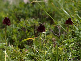 Gymnadenia rhellicani Passo Giau (BL)