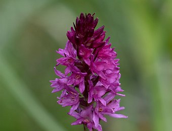 Gymnadenia hybrid? Passo Giau (BL)