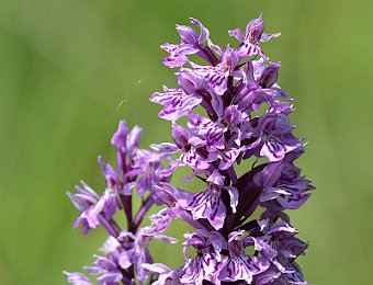 Dactylorhiza maculata fuchsii Danta (BL)