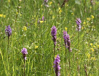 Dactylorhiza maculata fuchsii Val di Zoldo (BL)