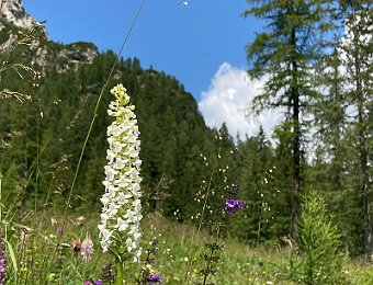 Gymnadenia conopsea Passo Staulanza (BL)