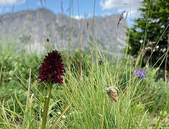 Gymnadenia rhellicani Passo Giau (BL)