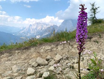 Gymnadenia conopsea Val di Zoldo (BL)