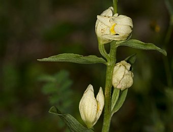 Cephalanthera damasonium Avesa, Verona