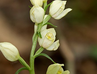 Cephalanthera damasonium Avesa, Verona