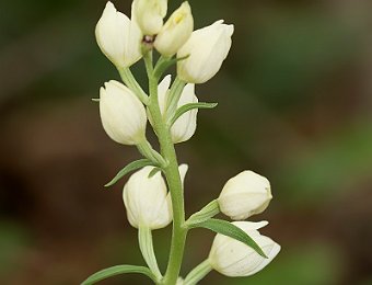 Cephalanthera damasonium Avesa, Verona