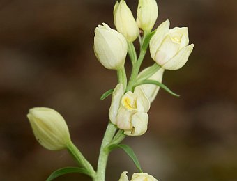 Cephalanthera damasonium Avesa, Verona