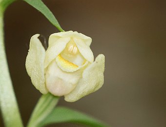 Cephalanthera damasonium Avesa, Verona