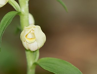 Cephalanthera damasonium Avesa, Verona