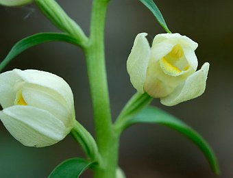 Cephalanthera damasonium Avesa, Verona