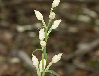 Cephalanthera damasonium Marezzane (VR)