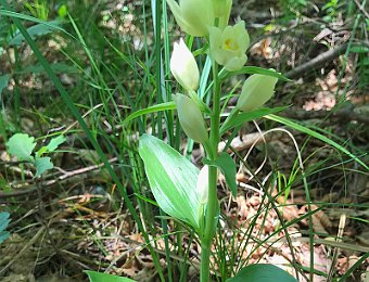 Cephalanthera damasonium Avesa, Verona