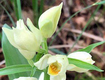 Cephalanthera damasonium Avesa, Verona