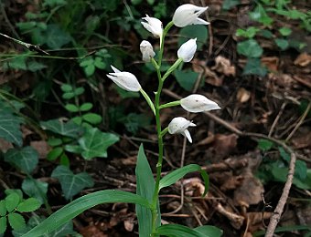 Cephalanthera longifolia Marezzane (VR)