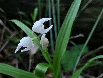 Cephalanthera longifolia Marezzane (VR)