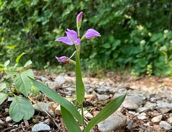 Cephalanthera rubra Marezzane (VR)