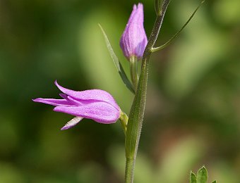 Cephalanthera rubra Marezzane (VR)