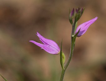 Cephalanthera rubra Marezzane (VR)