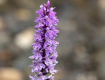 Dactylorhiza maculata fuchsii Val di Zoldo (BL)