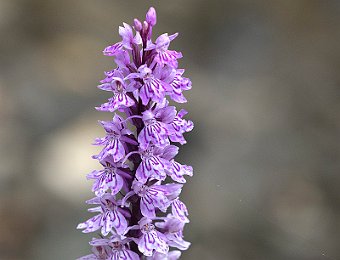 Dactylorhiza maculata fuchsii Val di Zoldo (BL)