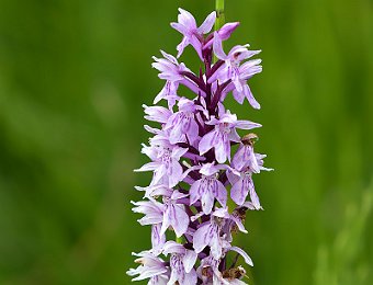 Dactylorhiza maculata fuchsii Val di Zoldo (BL)