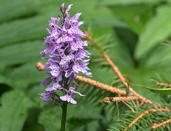 Dactylorhiza maculata fuchsii Val di Zoldo (BL)