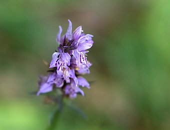 Dactylorhiza maculata fuchsii Val di Zoldo (BL)