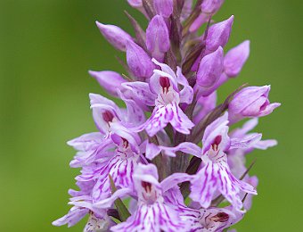 Dactylorhiza maculata fuchsii Agordo (BL)