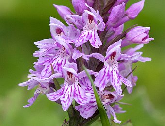 Dactylorhiza maculata fuchsii Agordo (BL)