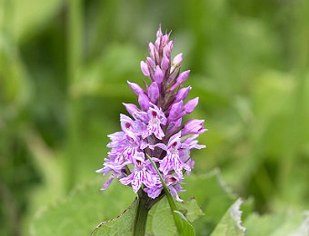 Dactylorhiza maculata fuchsii Agordo (BL)