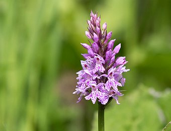 Dactylorhiza maculata fuchsii Agordo (BL)