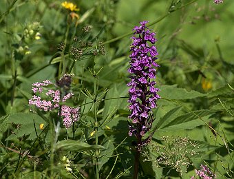 Dactylorhiza majalis Val di Zoldo (BL)