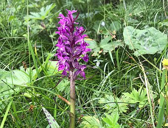 Dactylorhiza majalis Monte Pelmo (BL)