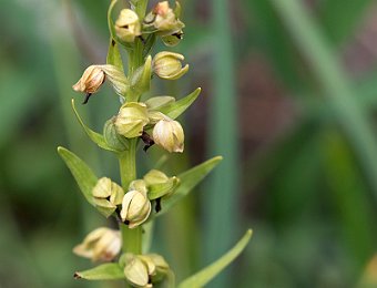 Dactylorhiza viridis Falzarego (BL)