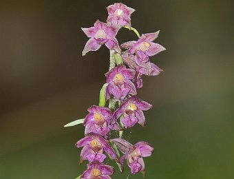 Epipactis atrorubens (BL)